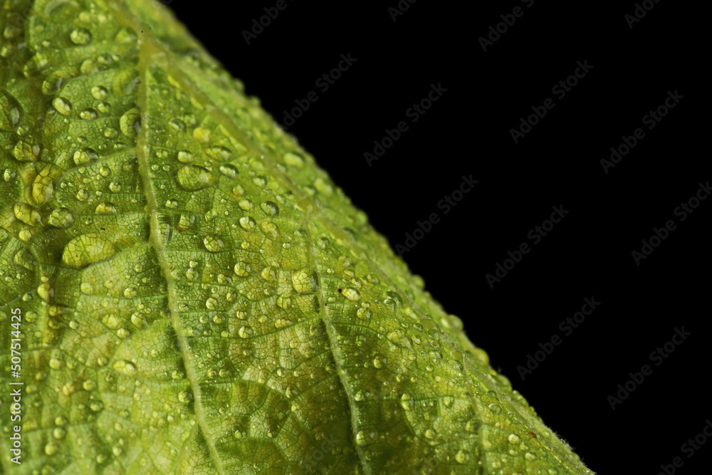 young grape leaves in water drops in studio young grape leaves in water drops in studio