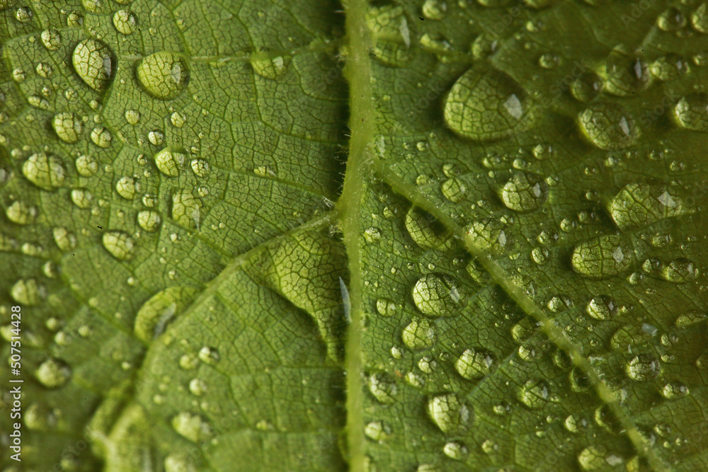 young grape leaves in water drops in studio young grape leaves in water drops in studio