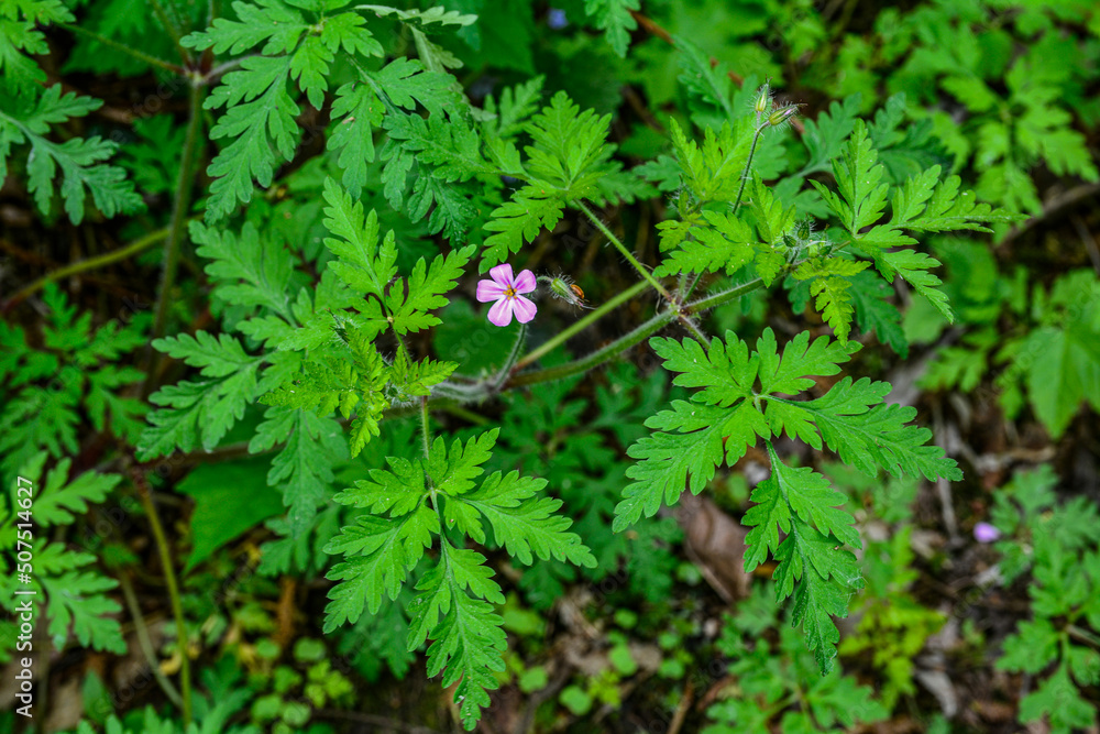 Geranium (Geranium robertianum) grows in the wild . Geranium (Geranium robertianum) grows in the wild .