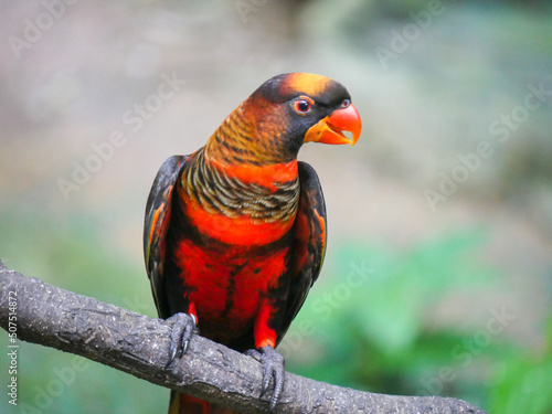 Dusky lory (Pseudeos fuscata) is a species of parrot also known as white-rumped lory, the dusky-orange lory, banded lories and duskies is seated on branch of tree photo