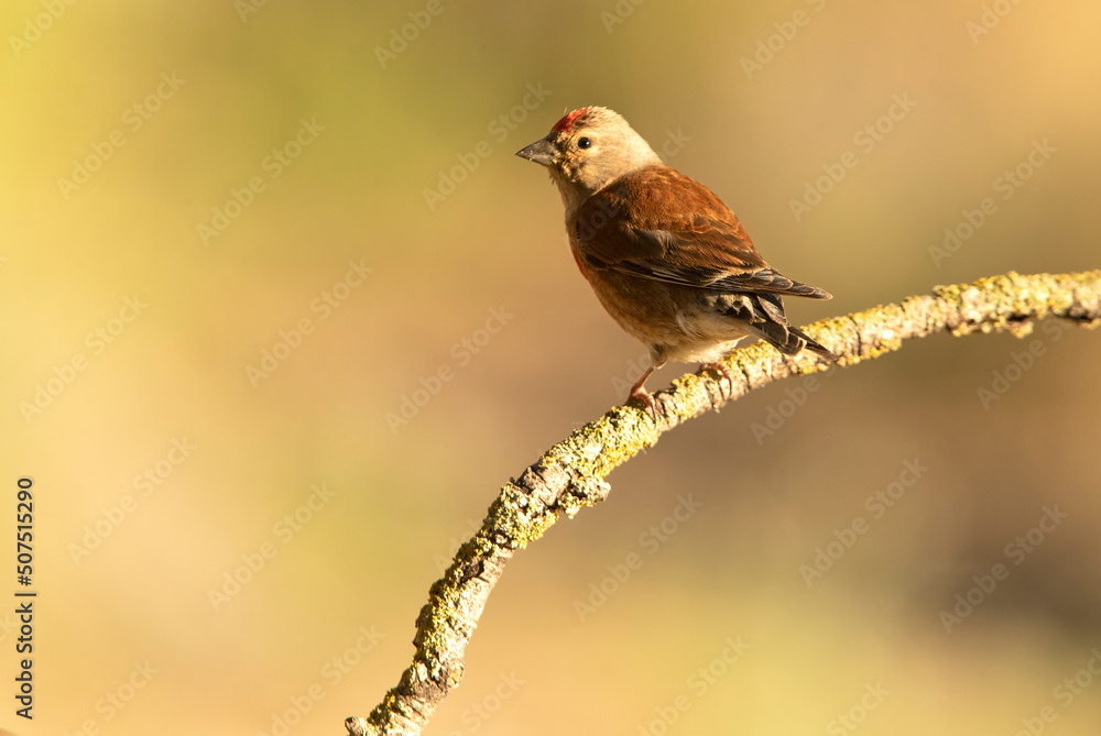 Adult male Common linnet in rutting plumage with early morning light Adult male Common linnet in rutting plumage with early morning light