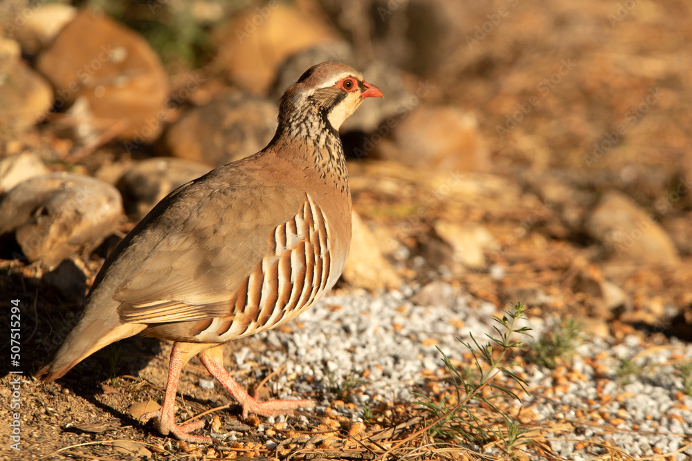 Red legged partridge with the first light of the morning near a natural water point Red legged partridge with the first light of the morning near a natural water point