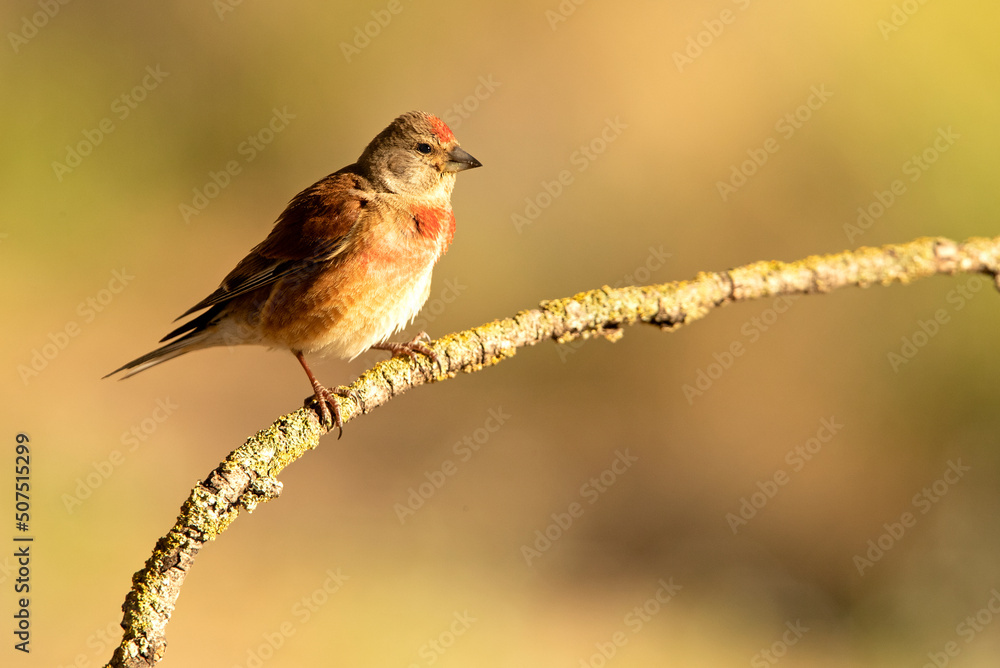 Adult male Common linnet in rutting plumage with early morning light Adult male Common linnet in rutting plumage with early morning light