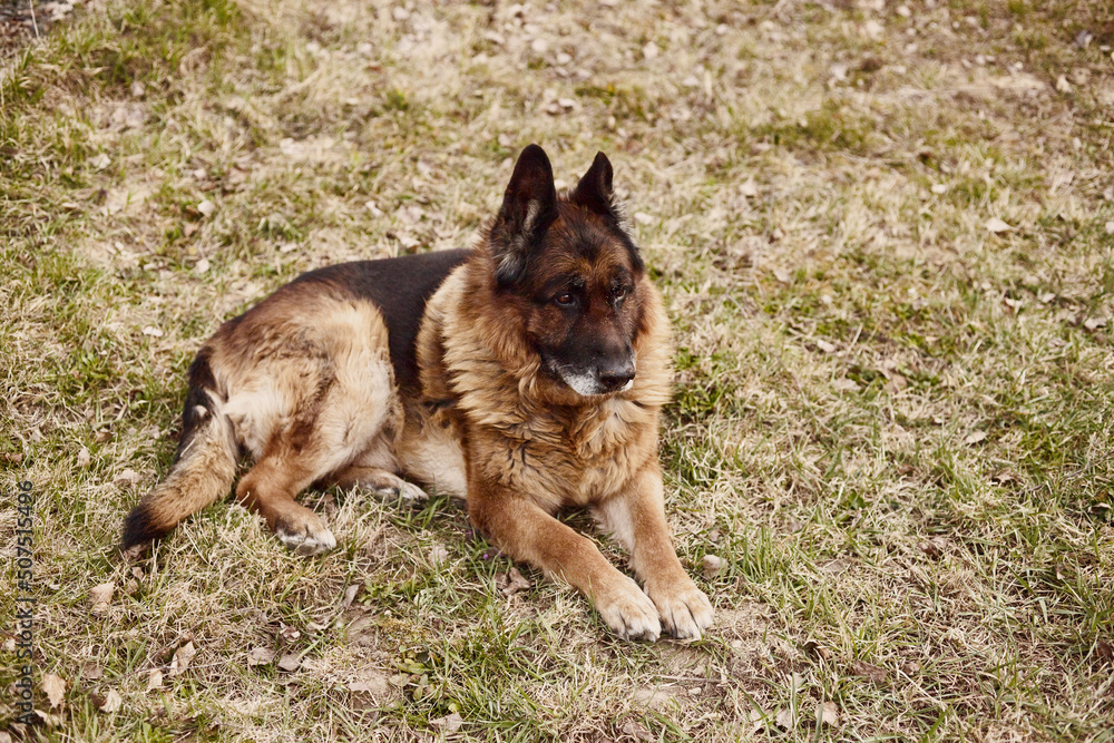 Old German Shepherd dog sitting in the garden.