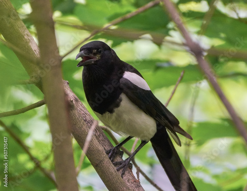 blackbird on tree