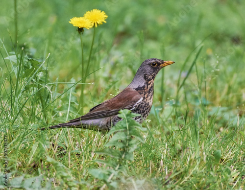 fieldfare on the grass