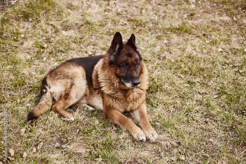 Old German Shepherd dog sitting in the garden.