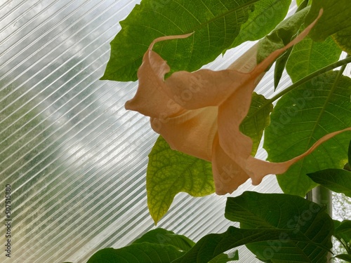 Foto Angel trumpet flower in bloom