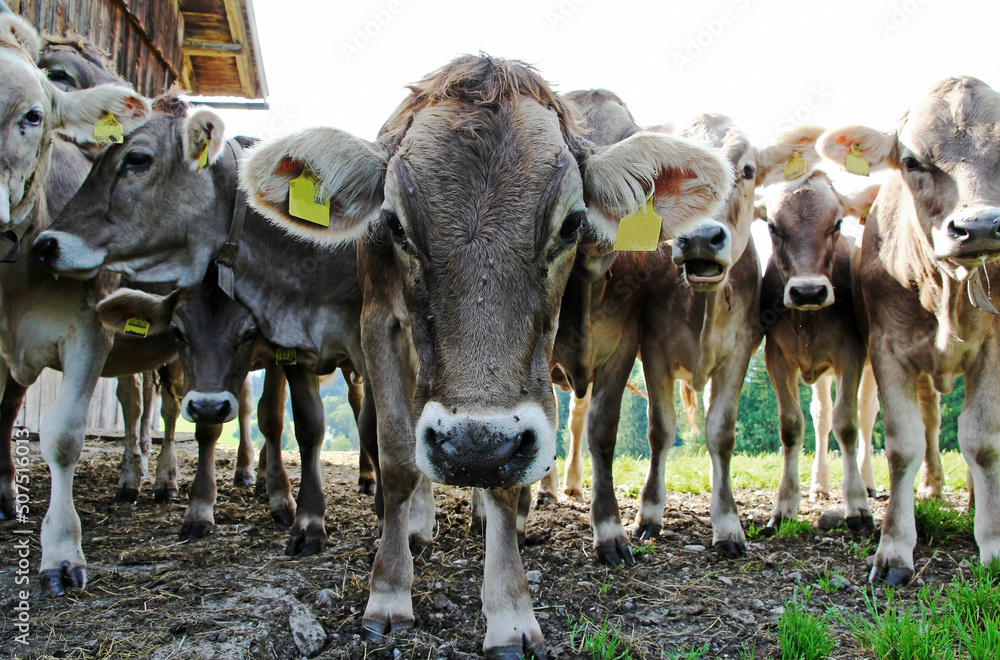 Junges Braunvieh auf einer Weide in Bayern Junges Braunvieh auf einer Weide in Bayern