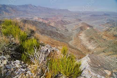 Desert plants in spring with view of Death Valley from high up photo