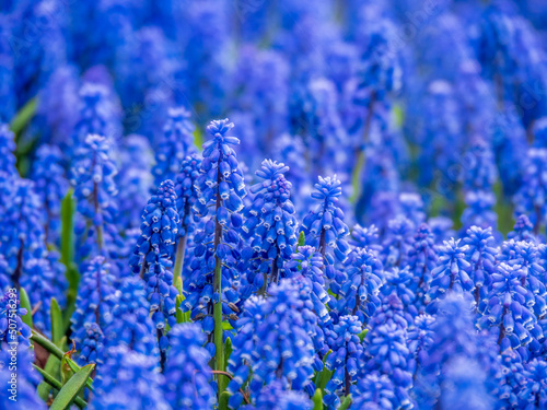 close-up of hyacinth