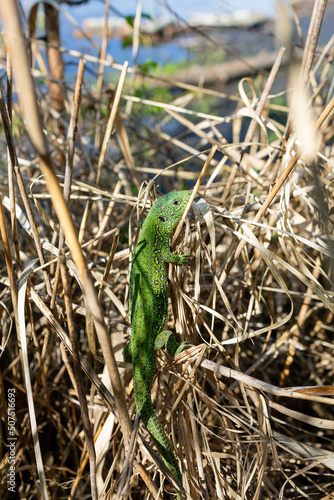 green lizard on a branch