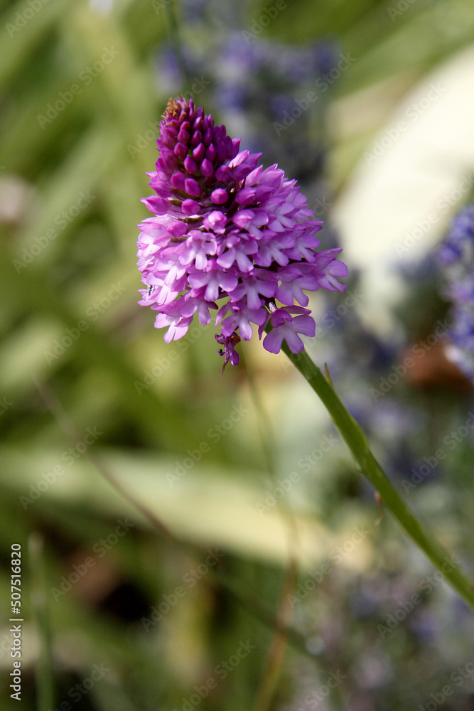 Fototapeta premium orchis pyramide