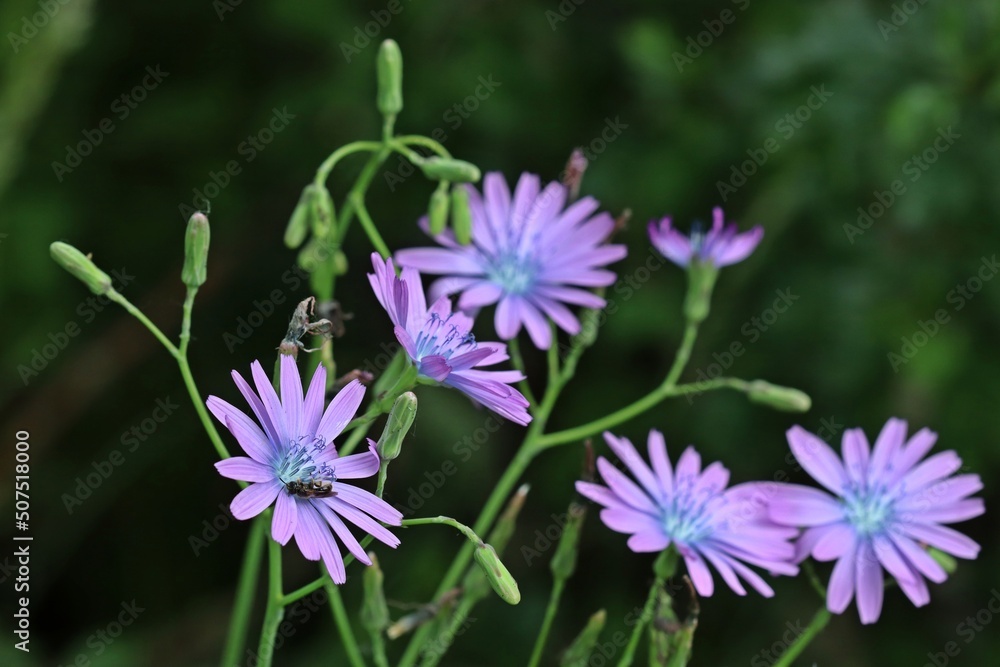 Blauer Lattich (Lactuca perennis). Blauer Lattich (Lactuca perennis).