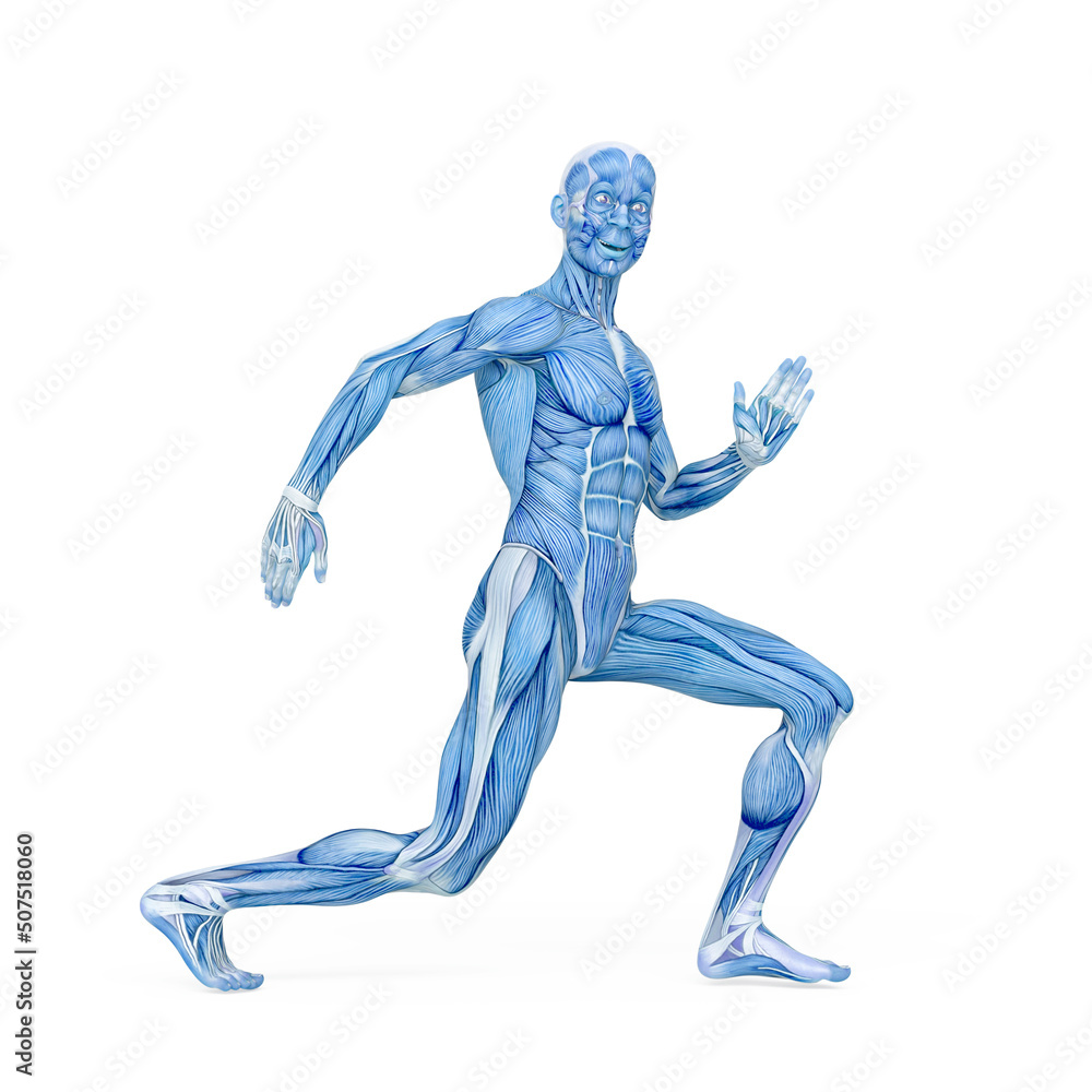 average man muscle maps is doing a robot dance pose average man muscle maps is doing a robot dance pose