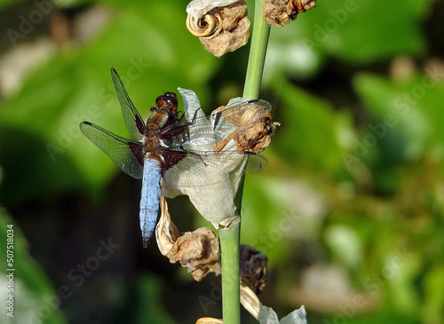 Gros plan sur les libellules au bord d'un étang en Sologne photo