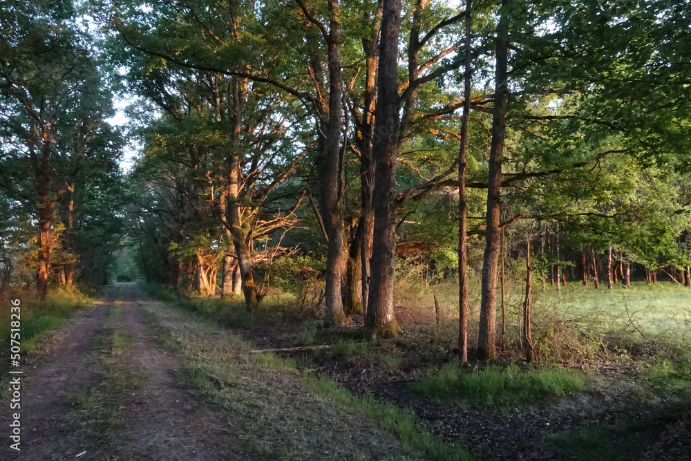 Promenade dans les bois de Sologne au coucher du soleil Promenade dans les bois de Sologne au coucher du soleil