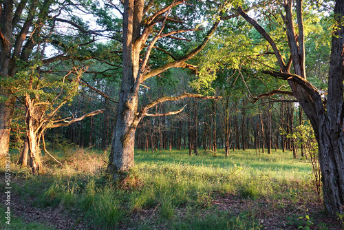 Promenade dans les bois de Sologne au coucher du soleil