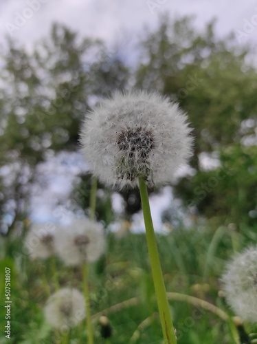 dandelion in the grass