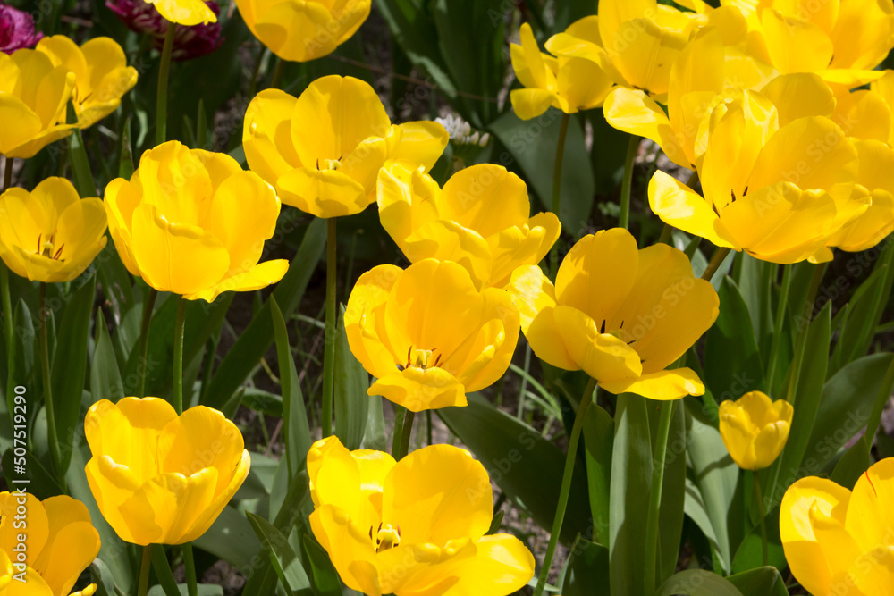 Bright yellow tulip blossoms in spring.
