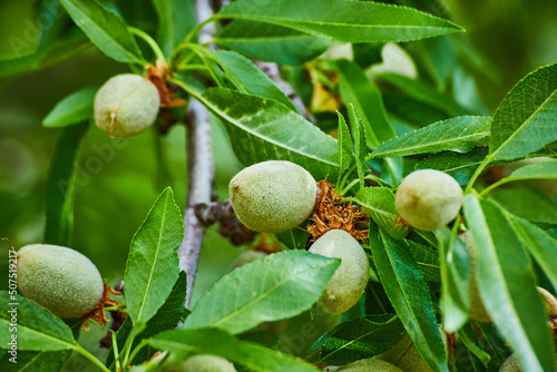 Almond tree fruits growing in spring