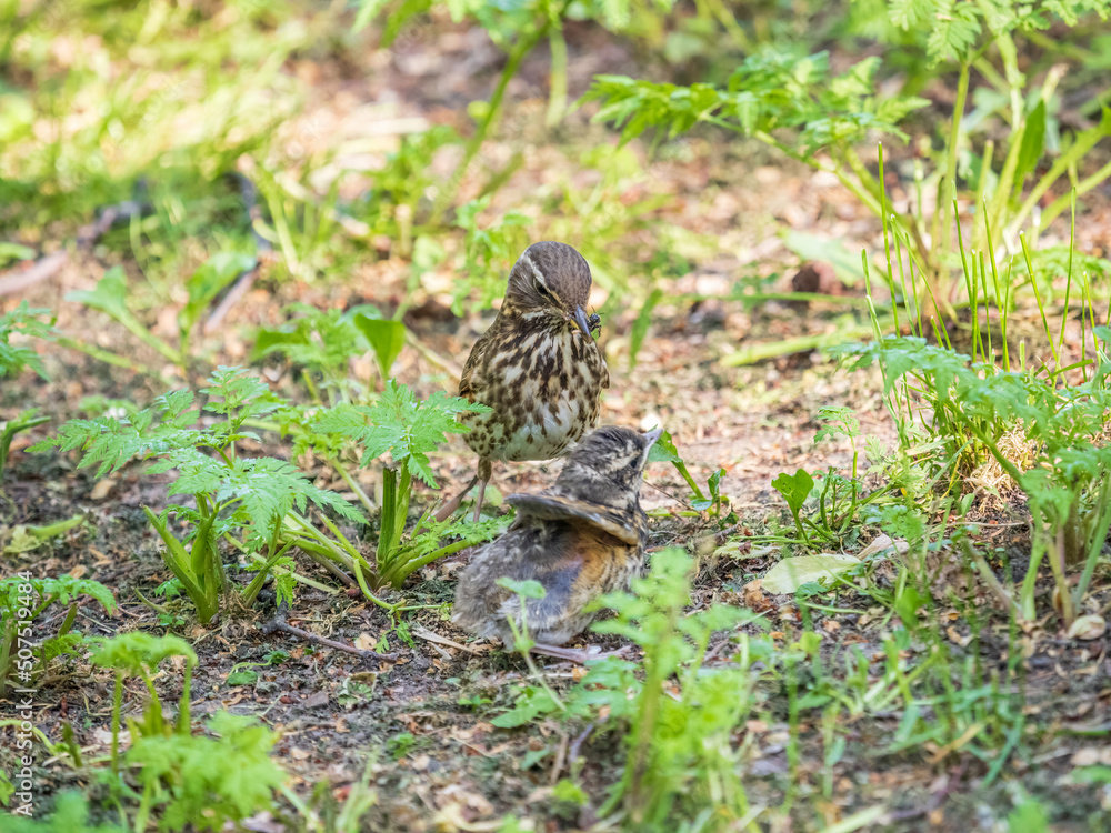 Fototapeta premium Wood bird Redwing, Turdus iliacus, feeds the chick with earthworms on the ground. An adult chick left the nest but its parents continue to take care of him.