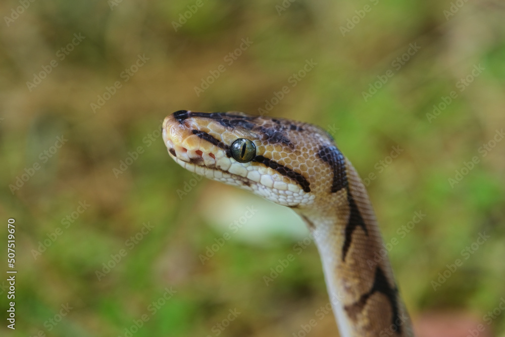 Obraz premium Selective Focus Python Snake Looking At Right With Blurred Green Leaves