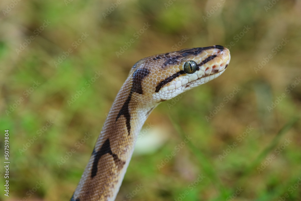 Fototapeta premium Snake Head Portrait, Exotic Ball Python Looking At Right. Selective Focus