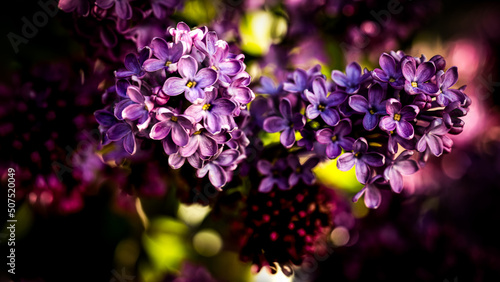 purple lilac