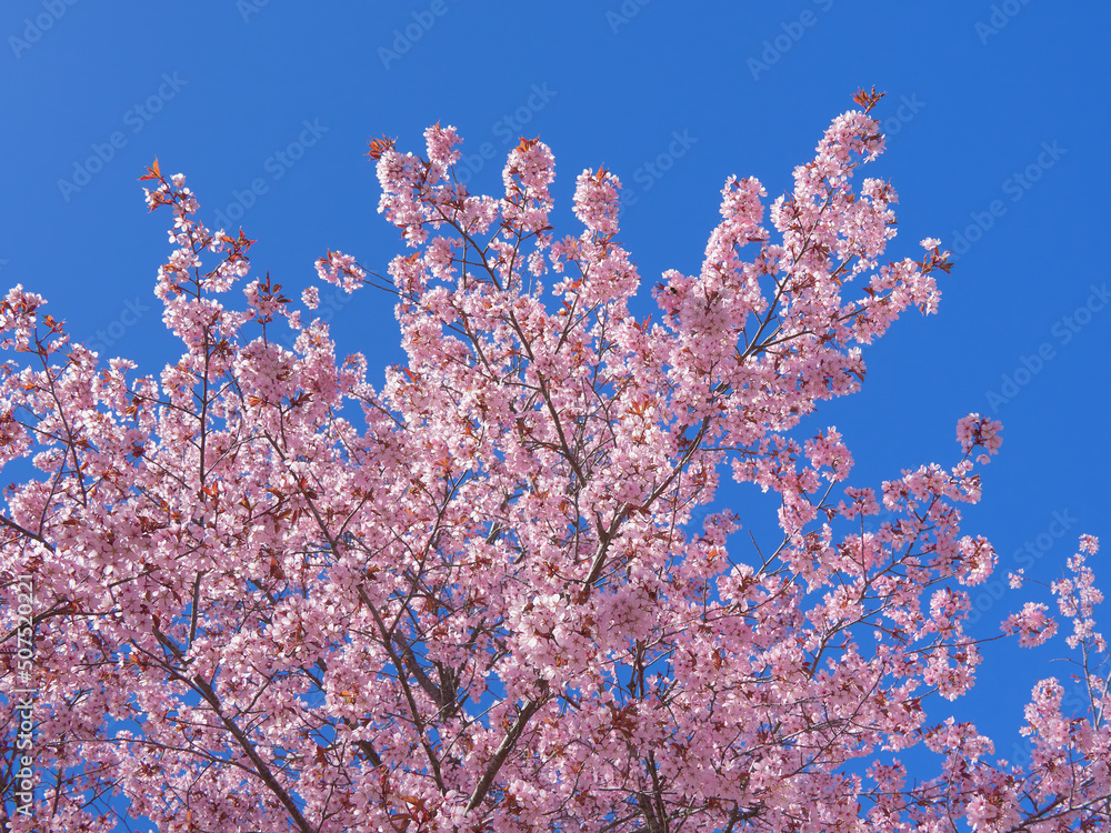 Cherry trees and sakura flowers in the center of Finnish Kerava town.