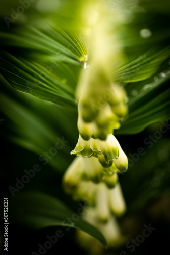 close up of a plant © AGrandemange