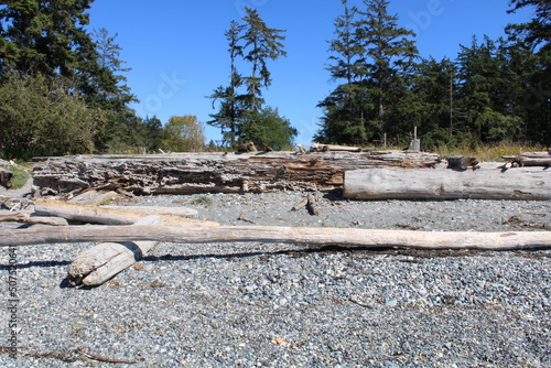 a Stack of beach logs photo