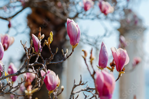 pink magnolia tree blossom