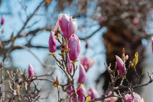 pink magnolia flowers