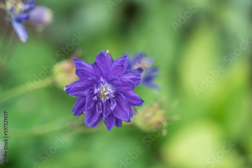 青いセイヨウオダマキの花
