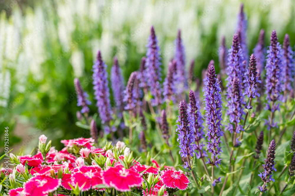 Naklejka premium ラベンダーセージ サルビア