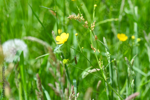 Big cranefly in green nature photo