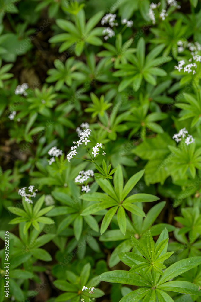 Woodruff - galium odoratum, blooming herbs . Woodruff - galium odoratum, blooming herbs .