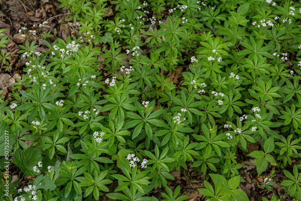 Woodruff - galium odoratum, blooming herbs . Woodruff - galium odoratum, blooming herbs .