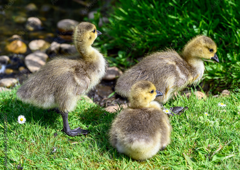Goslings of the Canada goose (Branta canadensis) walk on the grass beside a pond. Canada goose goslings seen in Kent, UK. Goslings of the Canada goose (Branta canadensis) walk on the grass beside a pond. Canada goose goslings seen in Kent, UK.