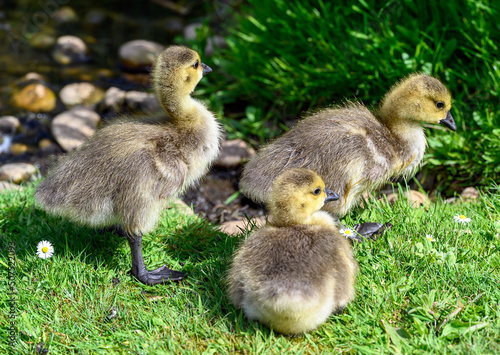 Goslings of the Canada goose (Branta canadensis) walk on the grass beside a pond. Canada goose goslings seen in Kent, UK. © Jonathan Wilson