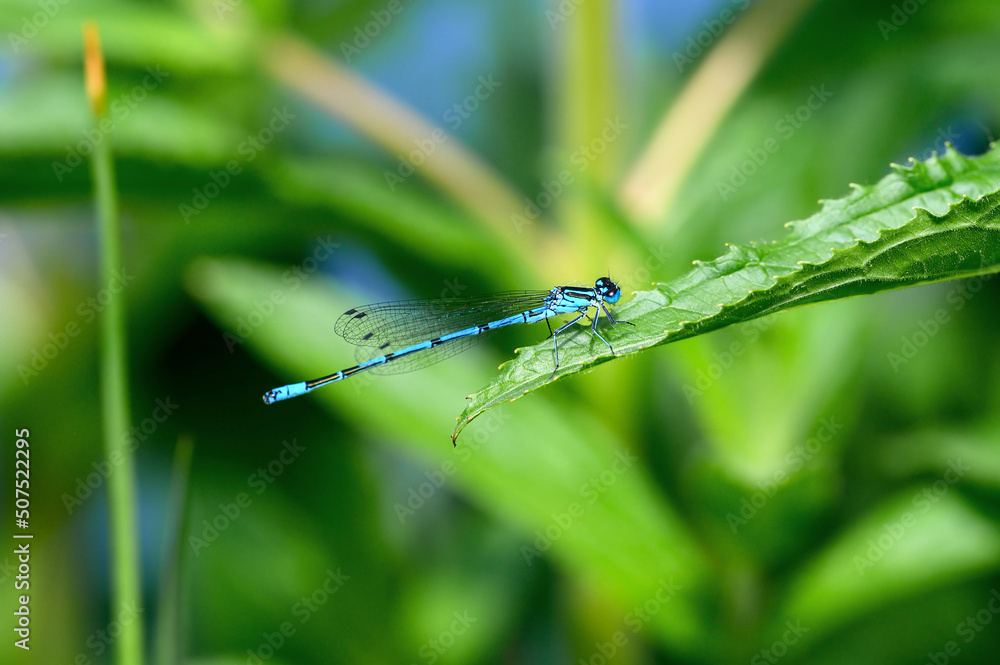 A male azure damselfly (Coenagrion puella) sitting on a green leaf. Like dragonflies, damselflies are of the order Odonata. Damselflies are of the sub-order Zygoptera. Damselfly seen in Kent, UK. A male azure damselfly (Coenagrion puella) sitting on a green leaf. Like dragonflies, damselflies are of the order Odonata. Damselflies are of the sub-order Zygoptera. Damselfly seen in Kent, UK.
