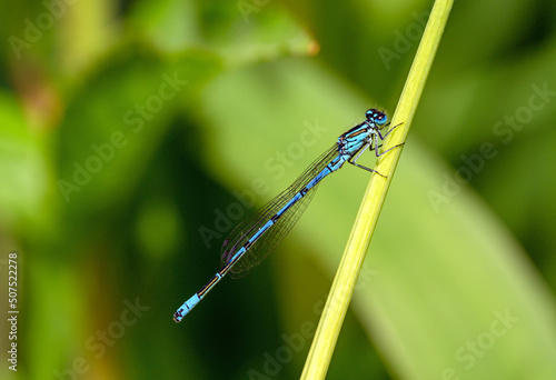 A male azure damselfly (Coenagrion puella) sitting on a reed. Like dragonflies, damselflies are of the order Odonata. Damselflies are of the sub-order Zygoptera. Damselfly seen in Kent, UK.