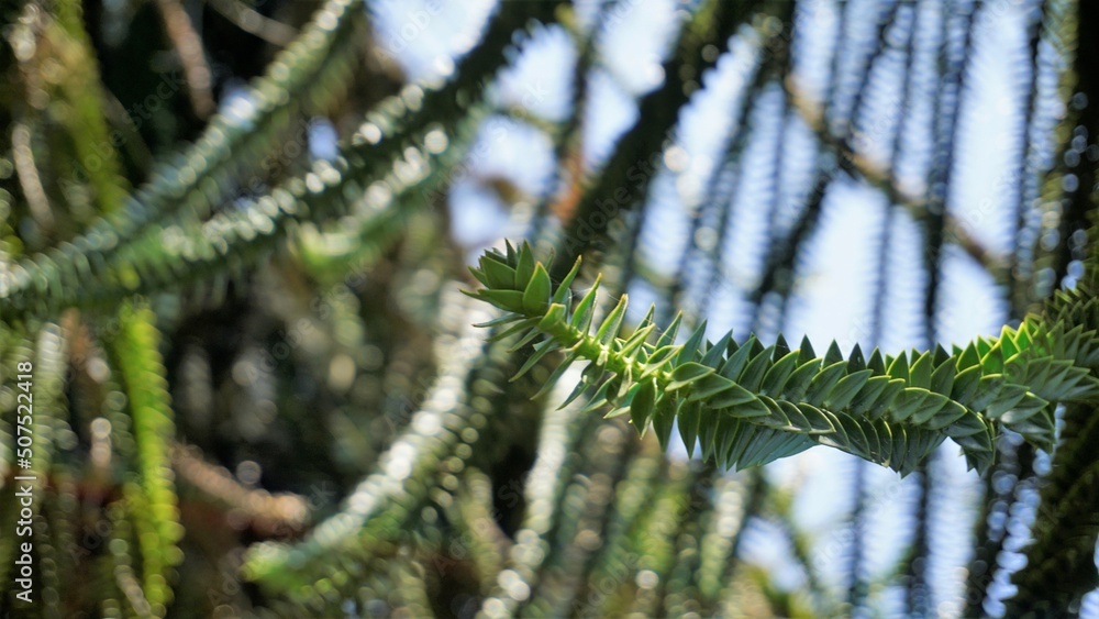 Beautiful leaves of Araucaria araucana also known as Monkey puzzle tree ...