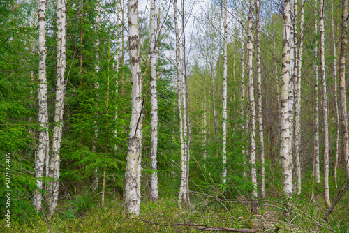 Fototapeta Naklejka Na Ścianę i Meble -  Young forest. Young birch and spruce trees.
