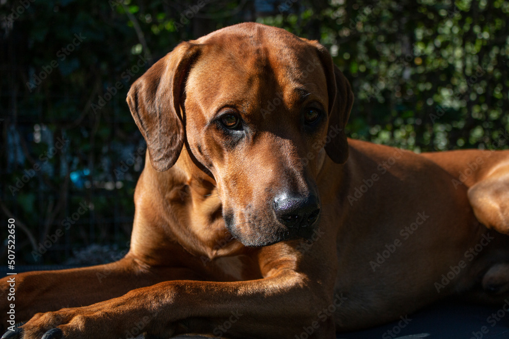 Rhodesian ridgeback lying down - large purebred dog 