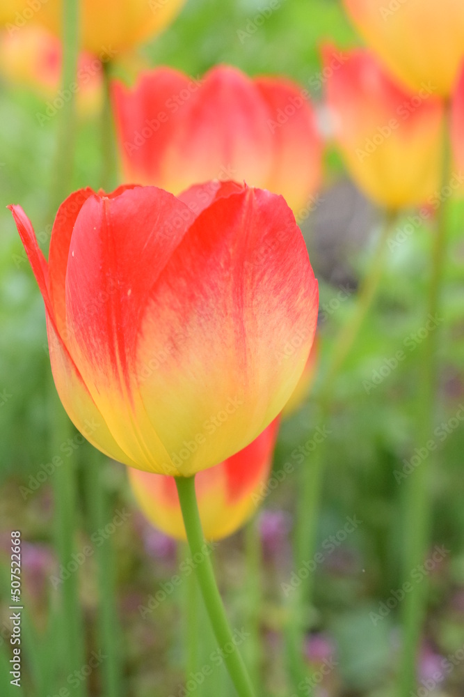 Close up red and yellow tulips in garden. 