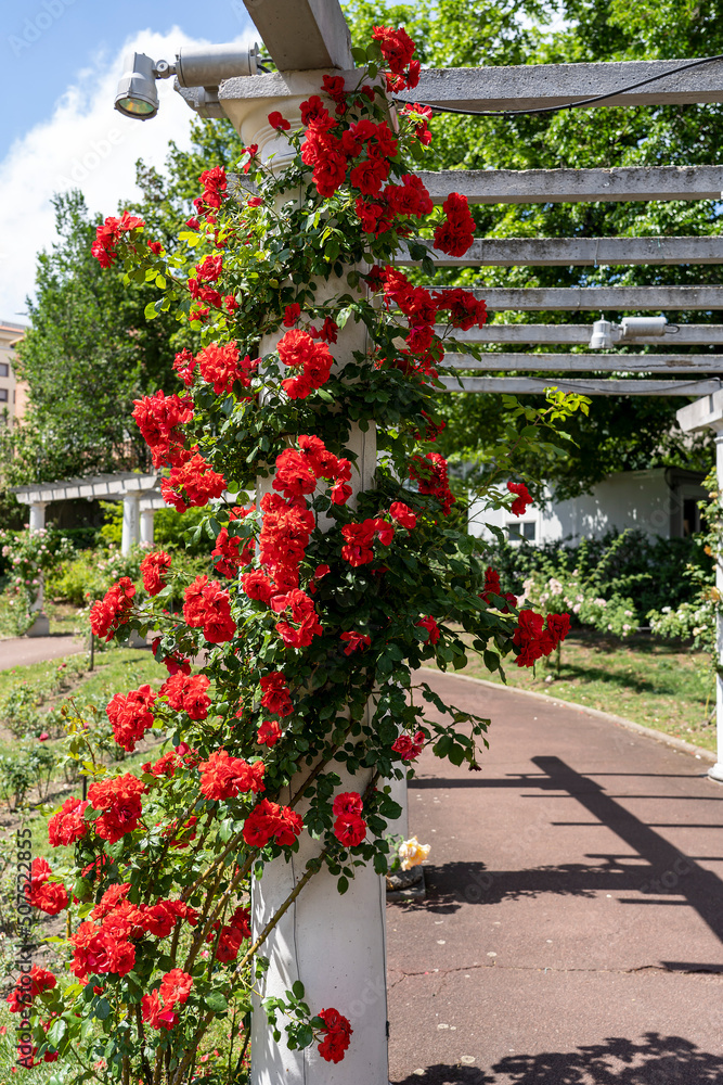 Blooming red roses in Lecoq City Park in Clermont-Ferrand, France.
