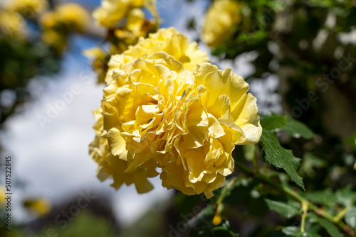 Blooming yellow roses in Lecoq City Park in Clermont-Ferrand, France. photo