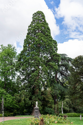 Huge coniferous tree in Lecoq City Park in Clermont-Ferrand, France. photo